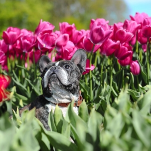 french bulldog in flowers