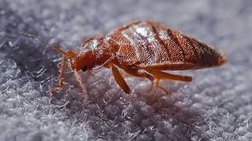 bed bug