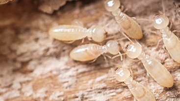 Termite larvae